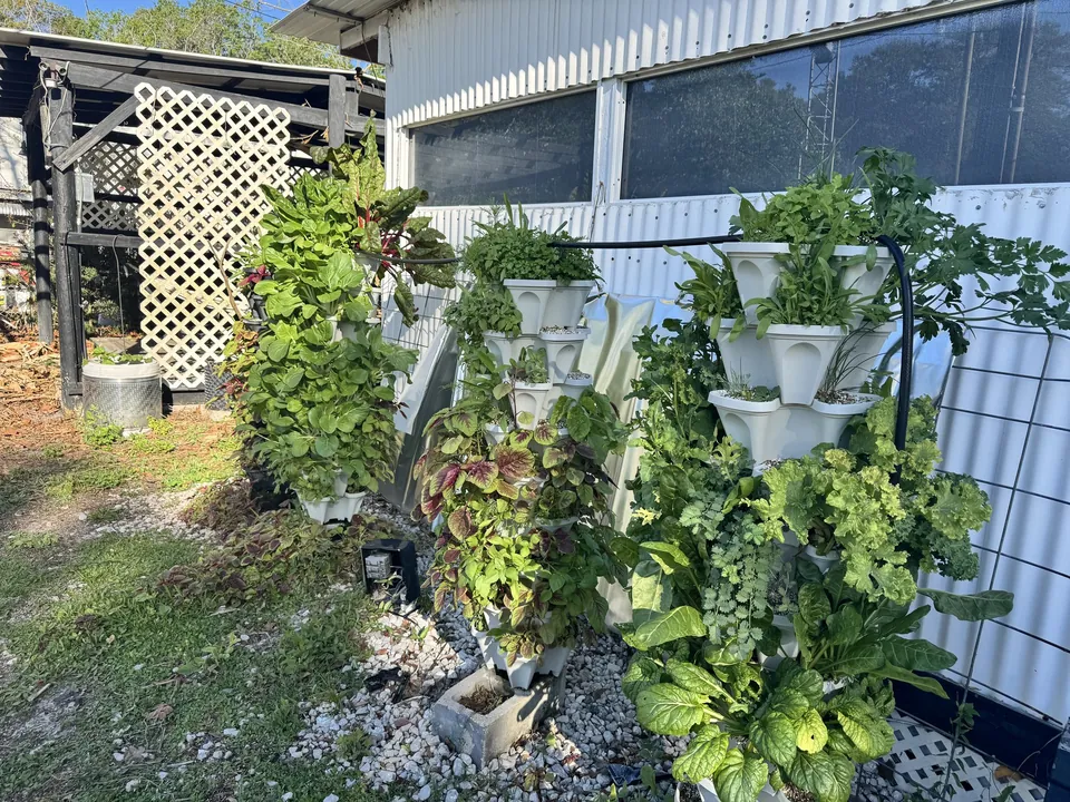 Four mature DIY HydroPip towers filled with edible greens